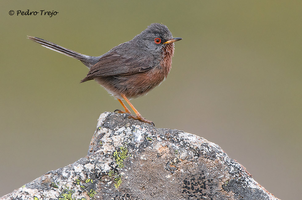 Curruca rabilarga (Sylvia undata)